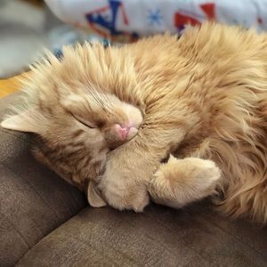 Meet your Posher, Chelsey